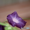 夏の花
