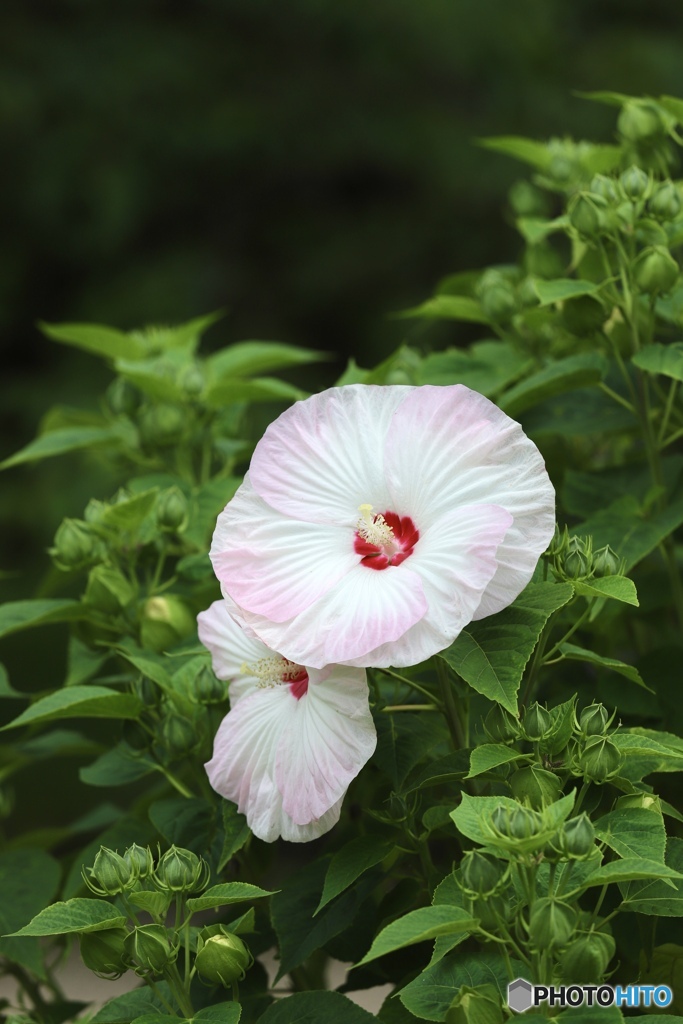 夏の花