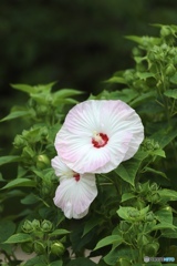 夏の花