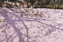 桜　１７