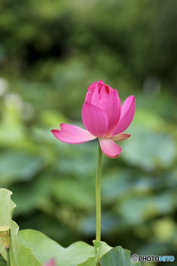 蓮
