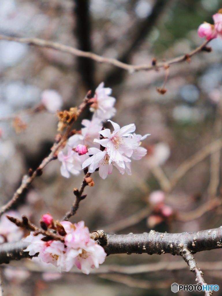 冬の桜