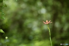 檜扇