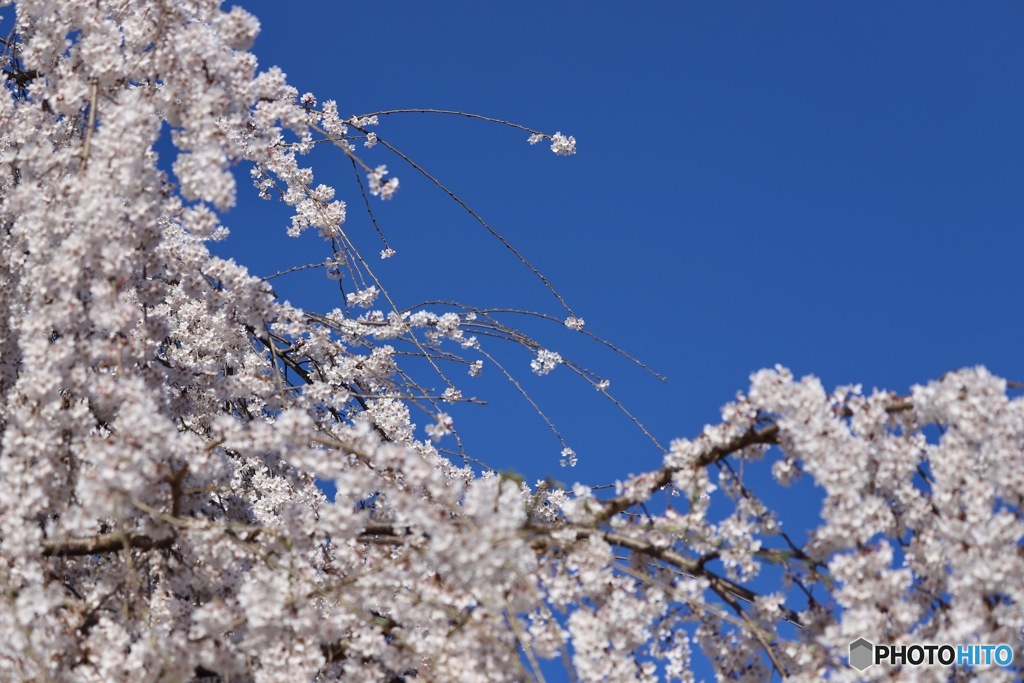 桜　５