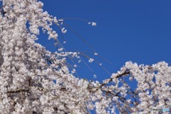 桜　５