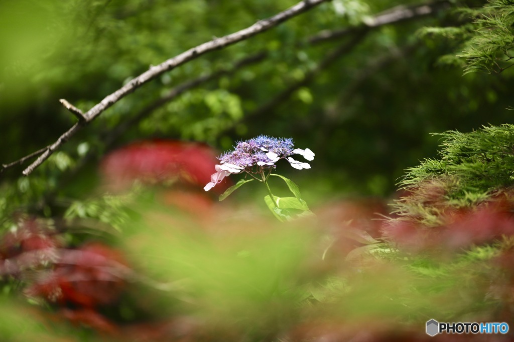 紫陽花　１９