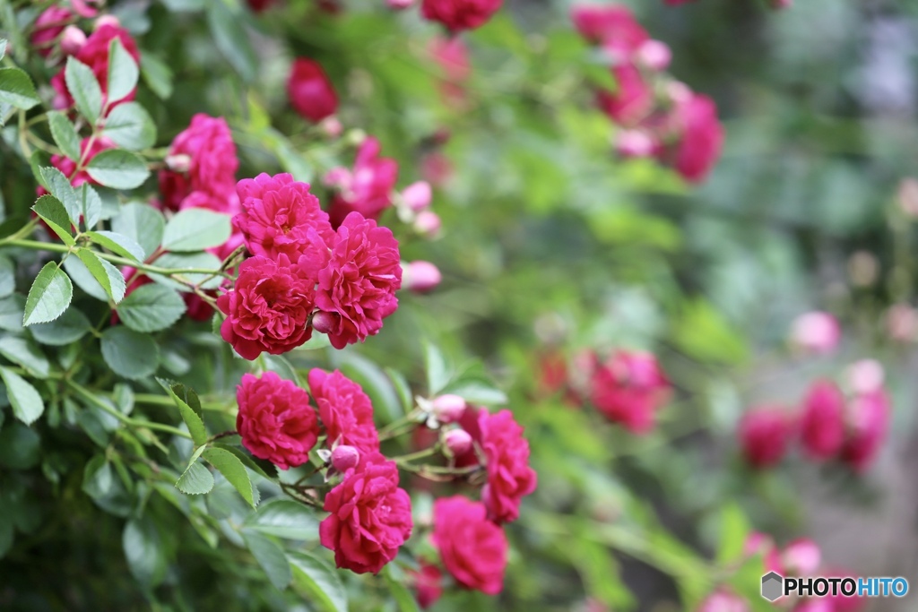 薔薇が咲いた　２