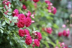 薔薇が咲いた　２