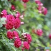 薔薇が咲いた　２