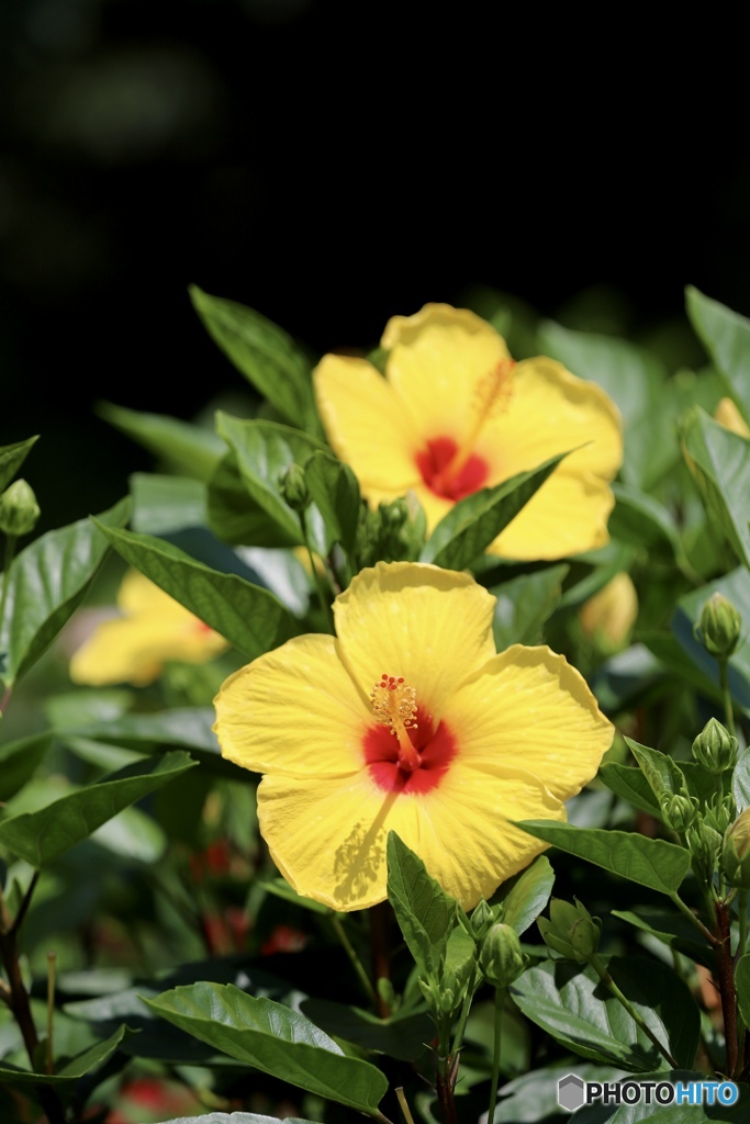 夏の花