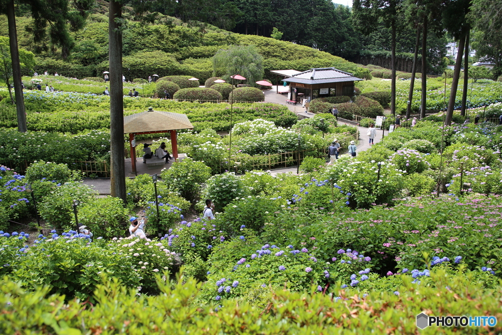 紫陽花　６