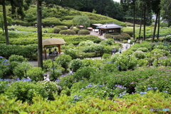 紫陽花　６