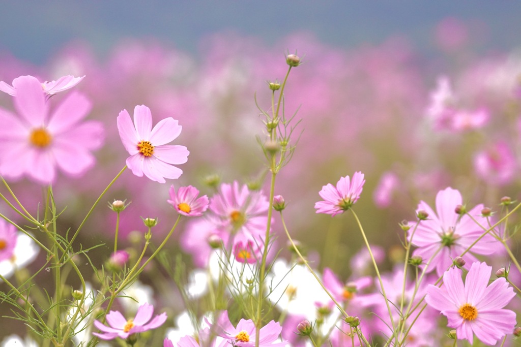 秋桜