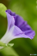 夏の花