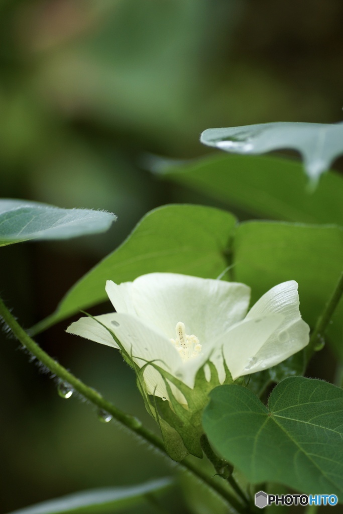 綿の花