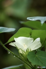 綿の花