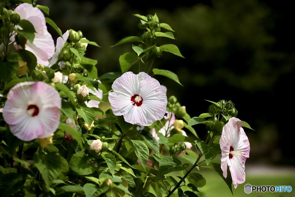 夏の花　９