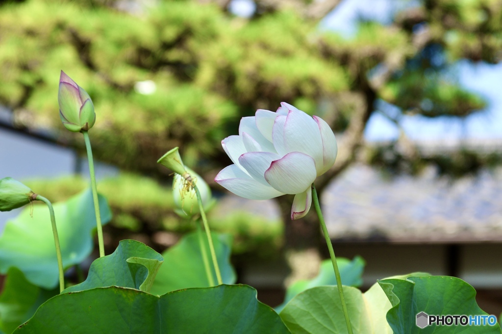 夏の花