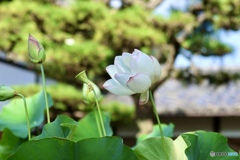 夏の花