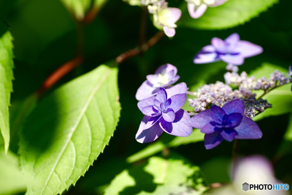 紫陽花　３