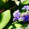 紫陽花　３