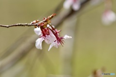 桜　５