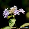 紫陽花　２