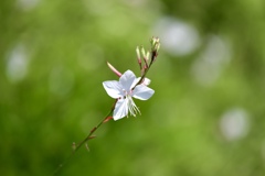 白蝶草