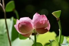 夏の花