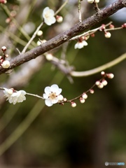 梅　花