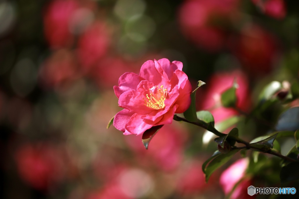 山茶花　２