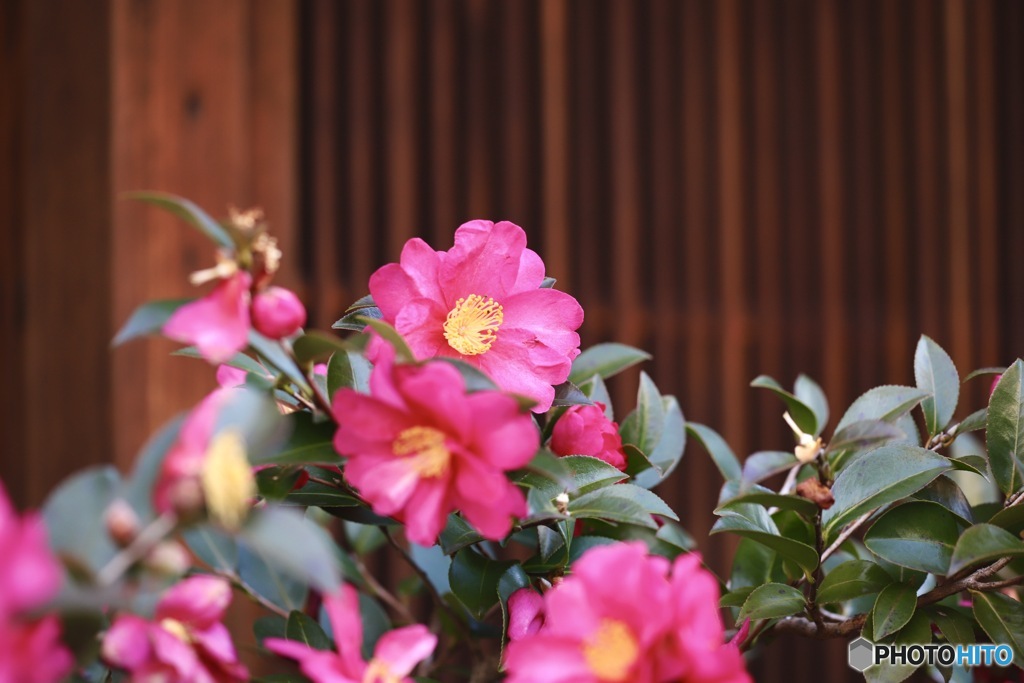 山茶花　３