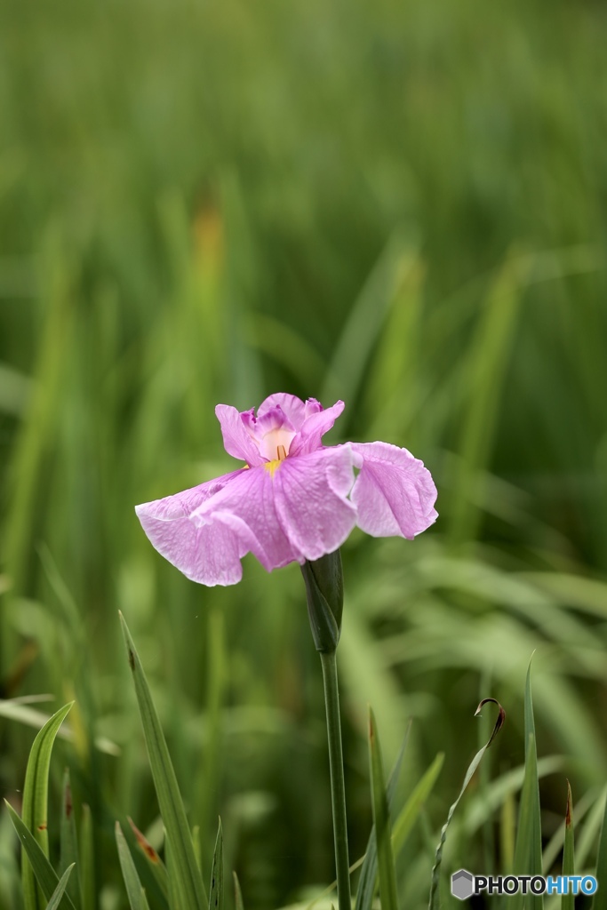 花菖蒲