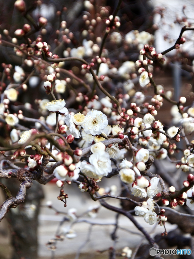 鶯ボールがいっぱい