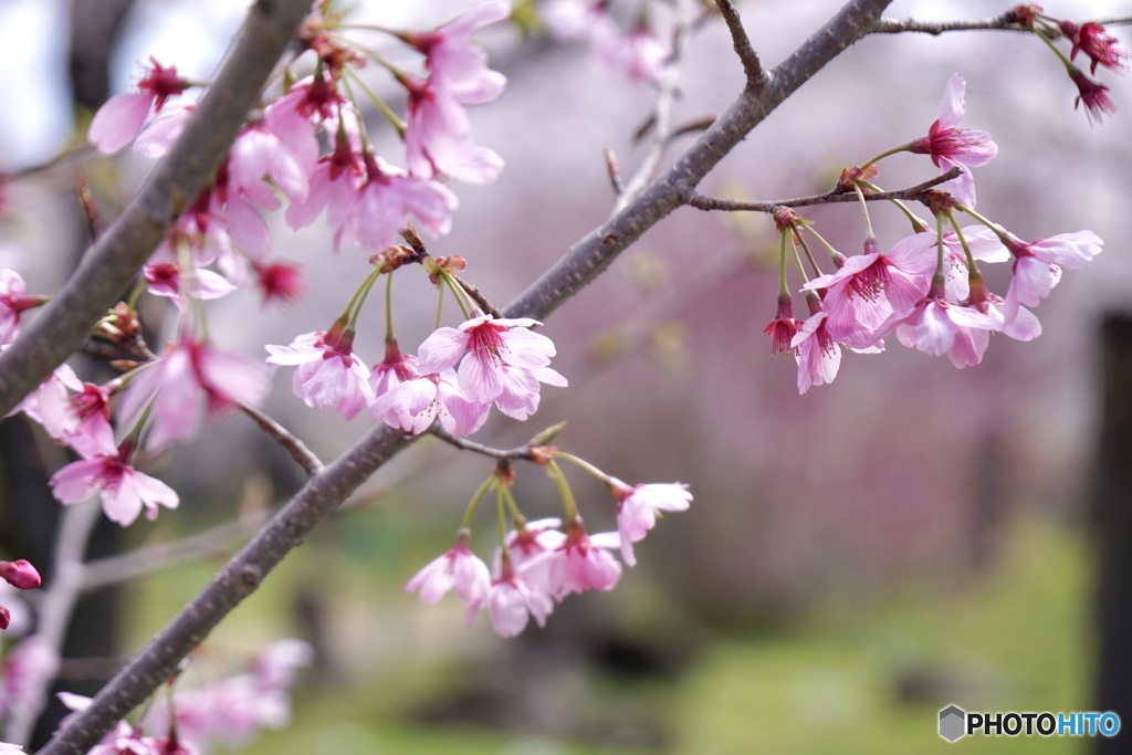 桜　１２
