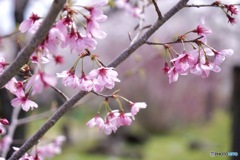 桜　１２