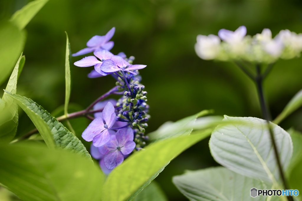 紫陽花　１４