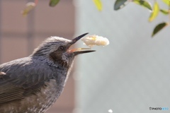 食べる