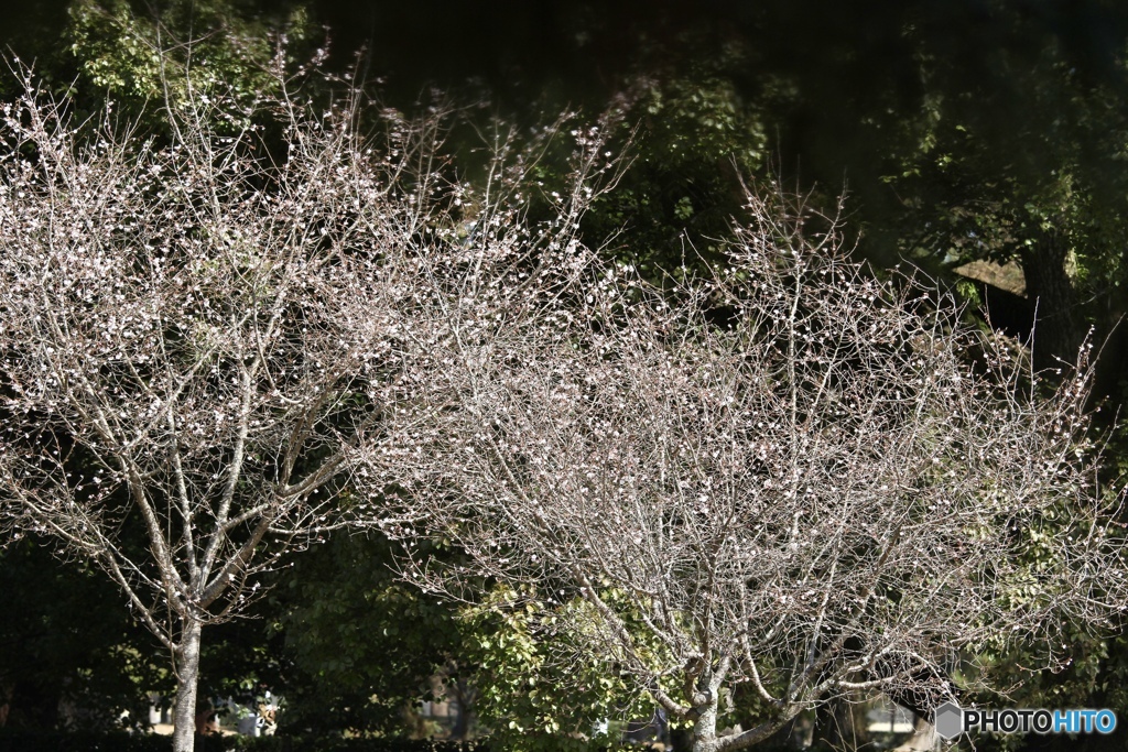 十月桜