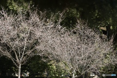 十月桜