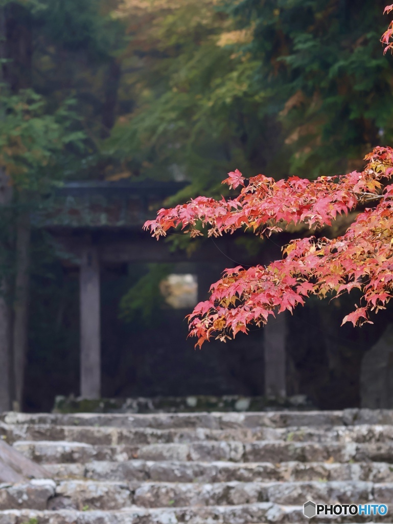 紅　葉
