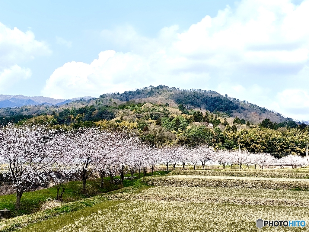 桜　10