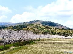 桜　10