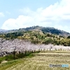 桜　10