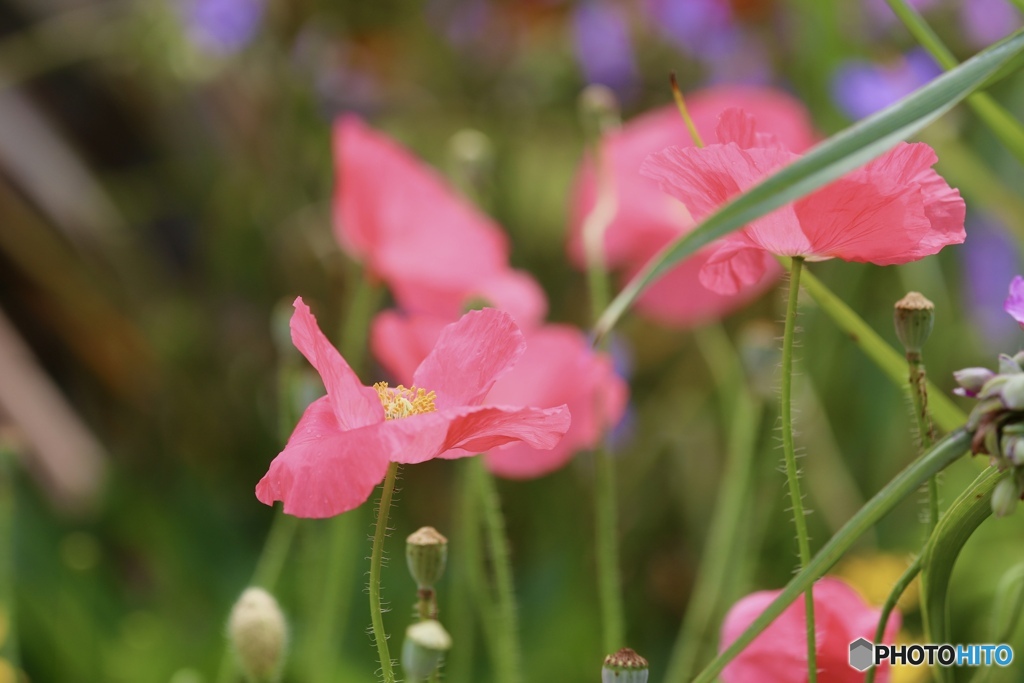 ピンクちゃん　2