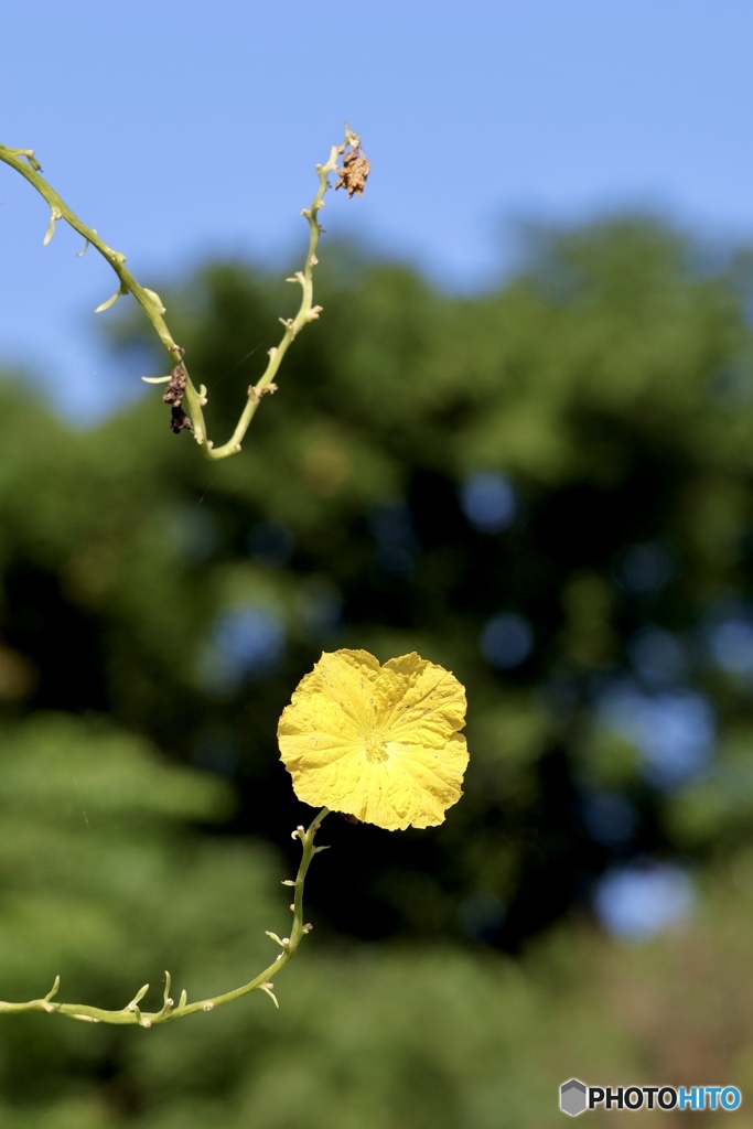 黄色い花