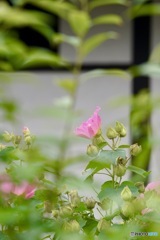 可愛いなぁ〜