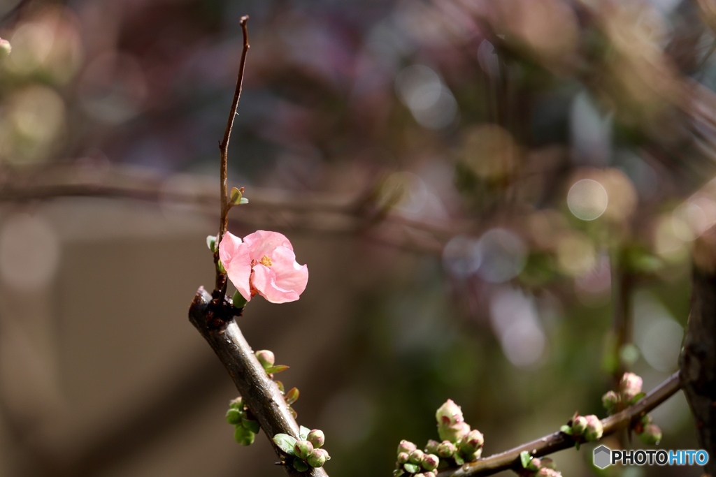 木瓜の花