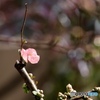 木瓜の花