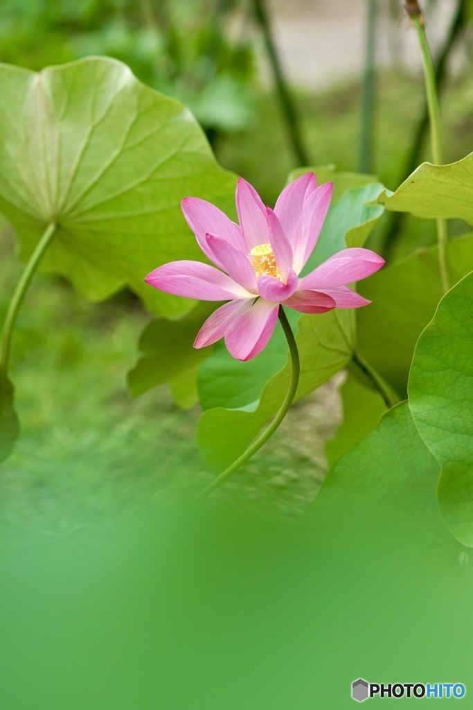 蓮の花　３